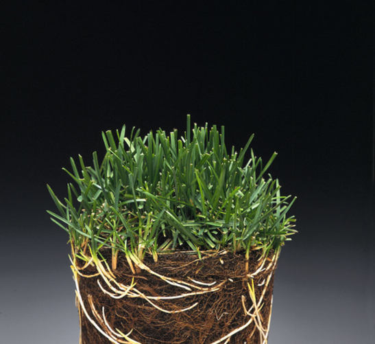 wiechlina łąkowa.png