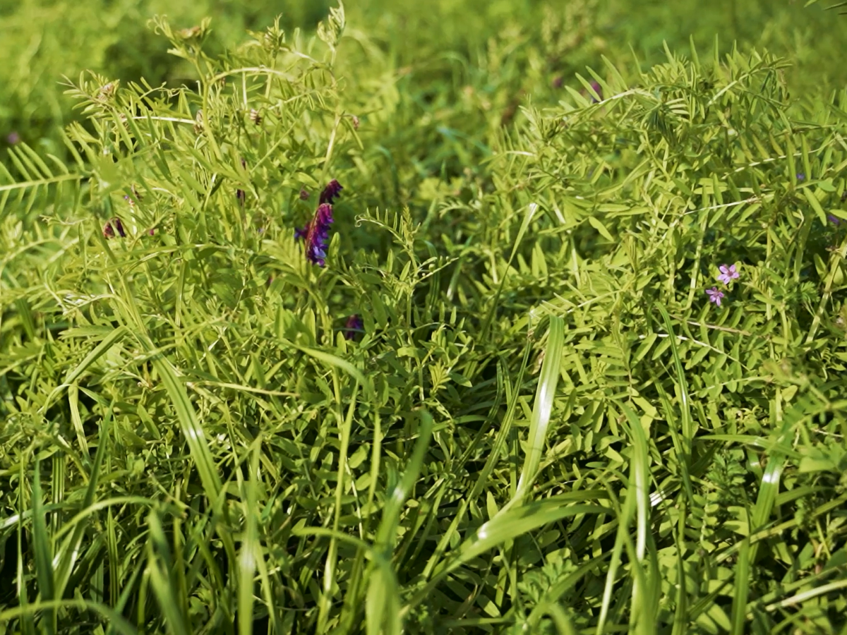 Sylwester Mieczkowski - ruń BG-13 Milkway Poplon.png