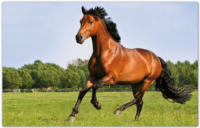 paard_horse_master.jpg