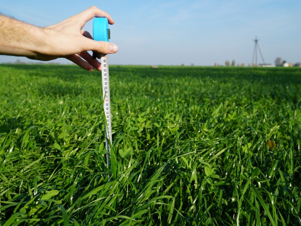 BG13 6 tygodni po siewie 1.JPG