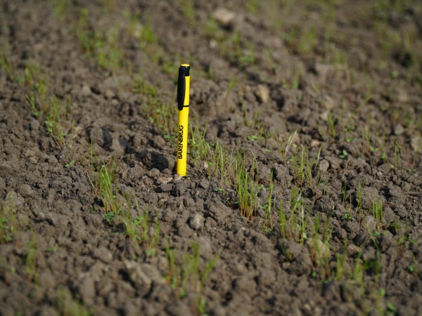 BG13 7 dni po siewie 2 (1).JPG